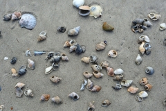 waihi_beach_2