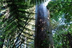 donnellys_crossing_1