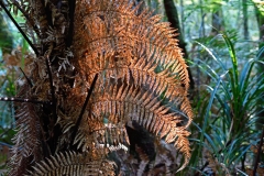 donnellys_crossing_2