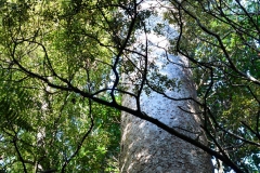 donnellys_crossing_3