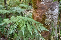 donnellys_crossing_4