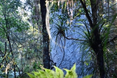 kauristamm_im_hintergrund