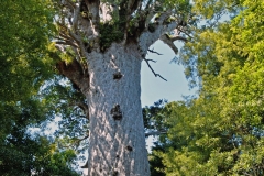tane_mahuta_1