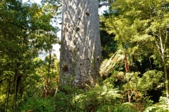 tane_mahuta_4