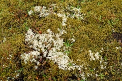 wilderness_scientific_reserve_04