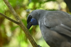 kokako_02