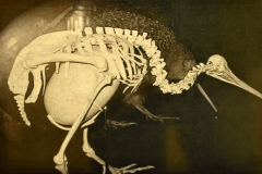 wildlife_centre_mt_bruce_01