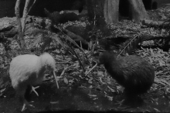 wildlife_centre_mt_bruce_03