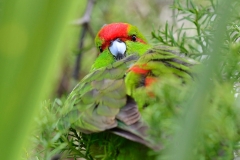 wildlife_centre_mt_bruce_04