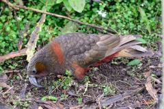 wildlife_centre_mt_bruce_05