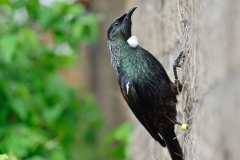 wildlife_centre_mt_bruce_06