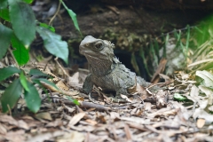 wildlife_centre_mt_bruce_07